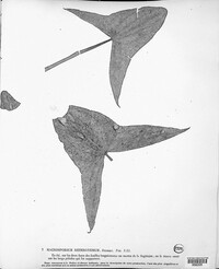 Macrosporium heteronemum image